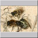 Colletes cunicularius - Weiden-Seidenbiene 19 13mm.jpg